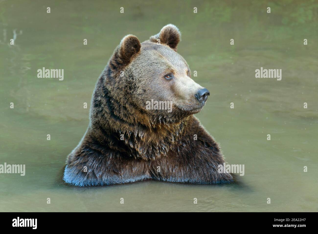 European brown bear (Ursus arctos) sitting in pond, captive, Bavarian Forest National Park, Bavaria, Germany Stock Photo