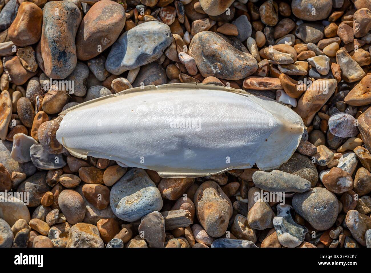 A Cuttlebone on a Pebble Beach Stock Photo