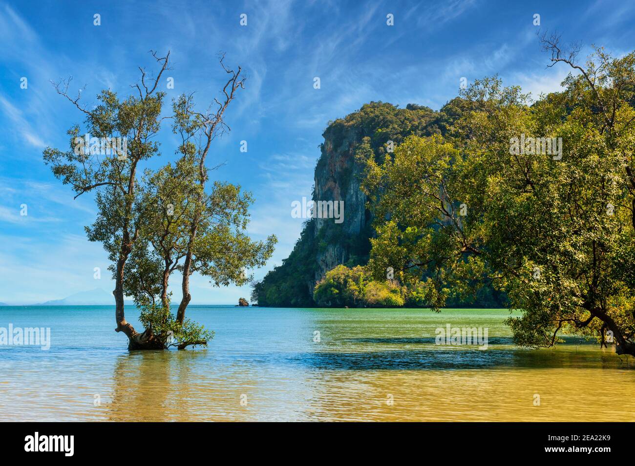 Mangrove Trees growing in the placid waters off Krabi in Thailand Stock Photo