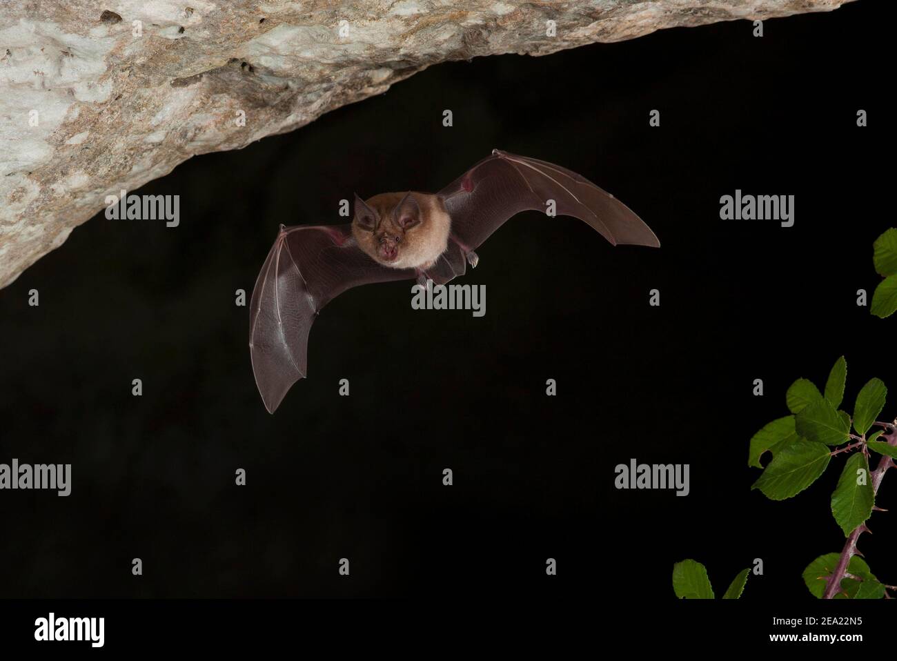 Lesser horseshoe bat (Rhinolophus hipposideros) in excursion from cave, extremely endangered species in Central Europe, Sardinia, Italy Stock Photo