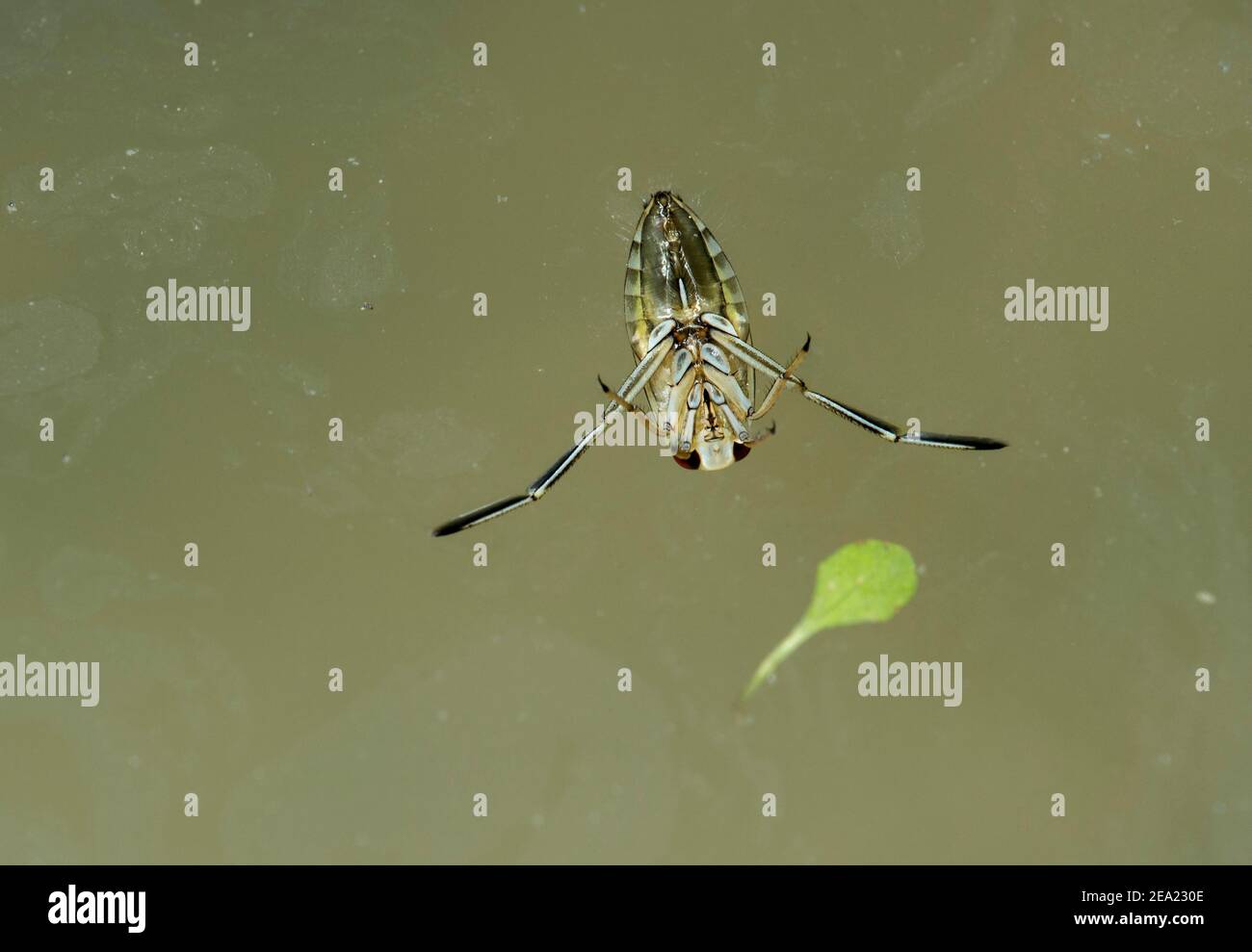 Ventral side of the water bug common backswimmer (Notonecta glauca), Switzerland Stock Photo