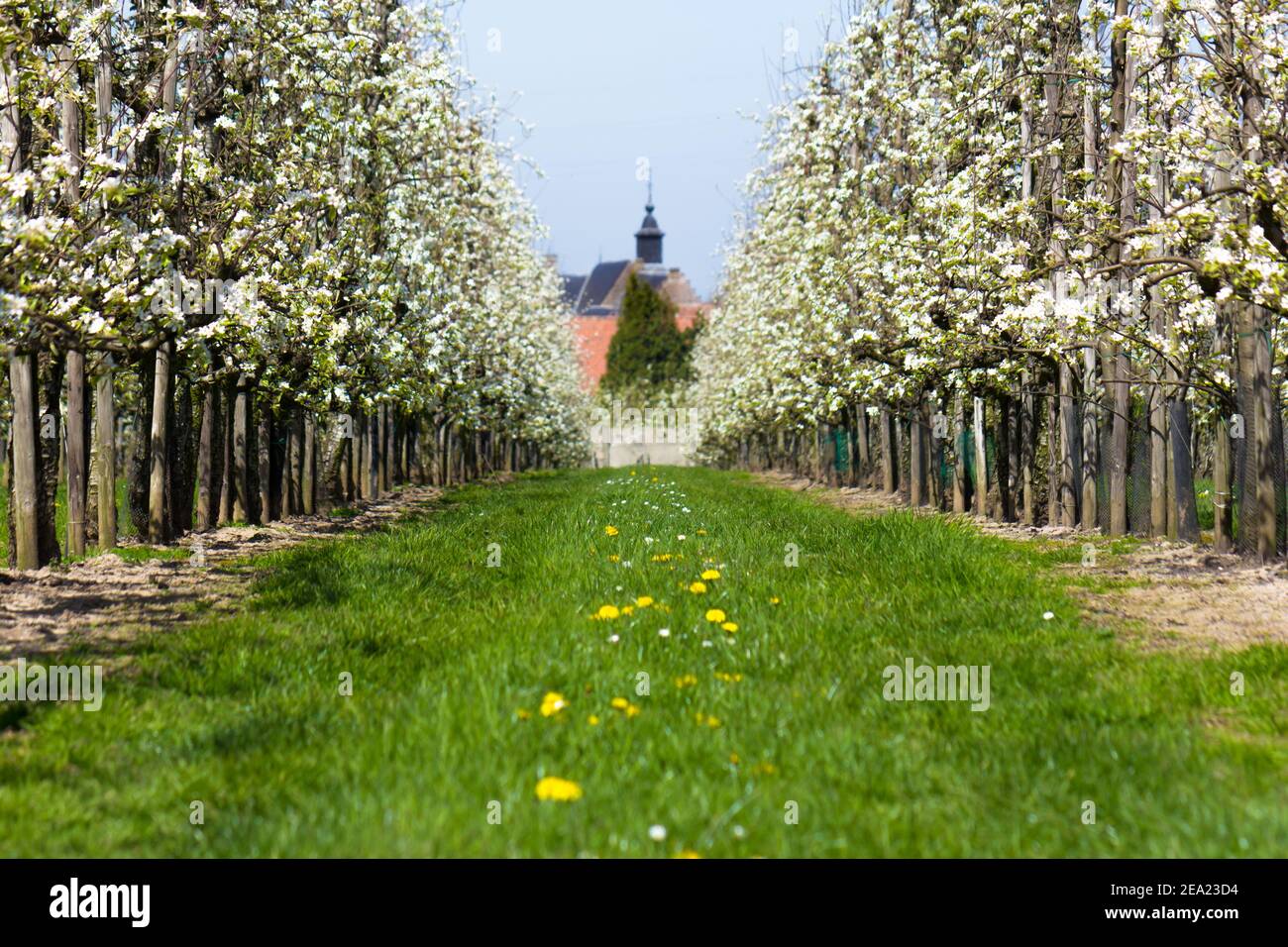 Blooming fruit orchard in springtime with the Castle of Rijkel blurred in the background (Borgloon, Belgium) Stock Photo