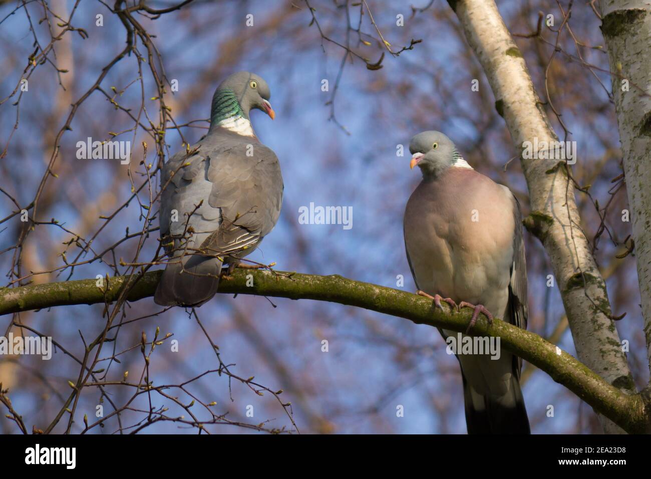 Couple of wood pigeons (columba palumbus) sitting on a birch tree branch during early spring Stock Photo