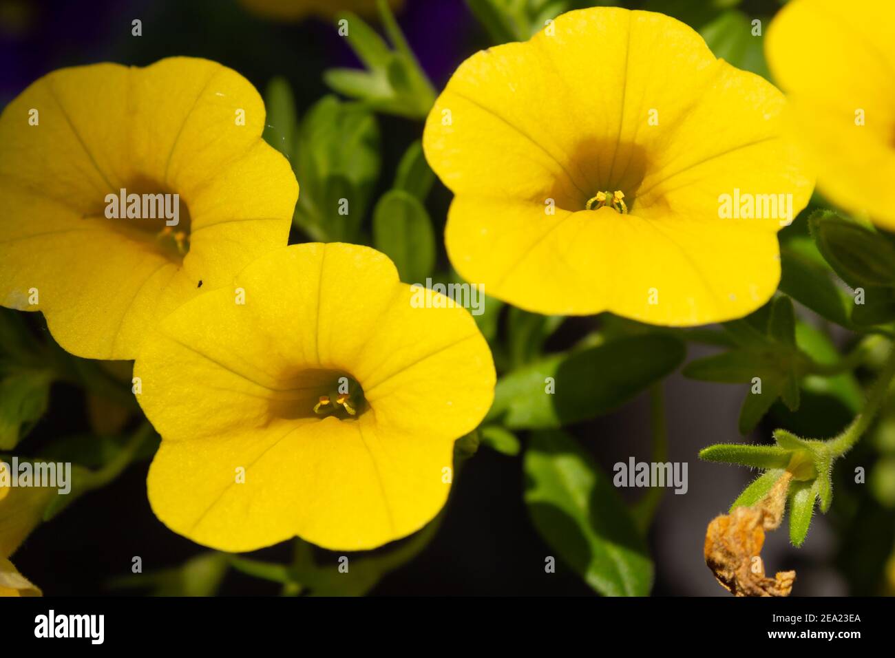 Bright yellow 'Million Bells' (Calibrachoa) flowers with blurred background Stock Photo