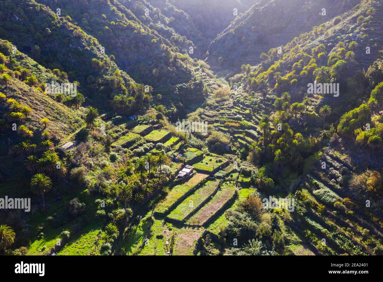 Terraced fields, Barranco del Cedro, near Hermigua, drone image, La Gomera, Canary Islands, Spain Stock Photo