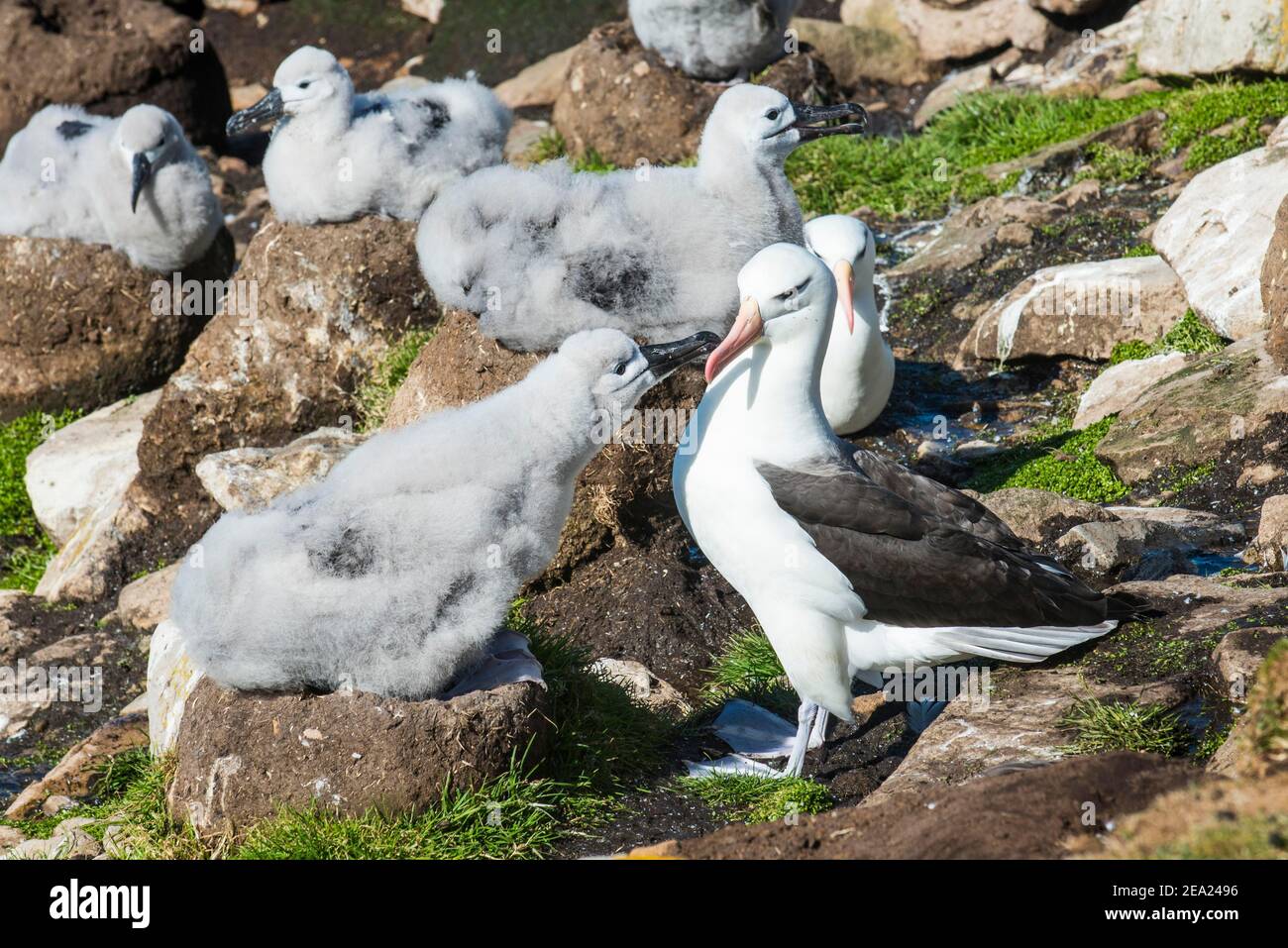 Colony of black-browed albatross mother feeding a chick (Thalassarche melanophris), Saunders island, Falklands, South America Stock Photo