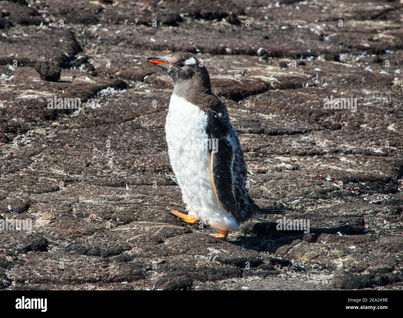 Long-tailed gentoo penguin colony (Pygoscelis papua), Saunders island, Falklands, South America Stock Photo