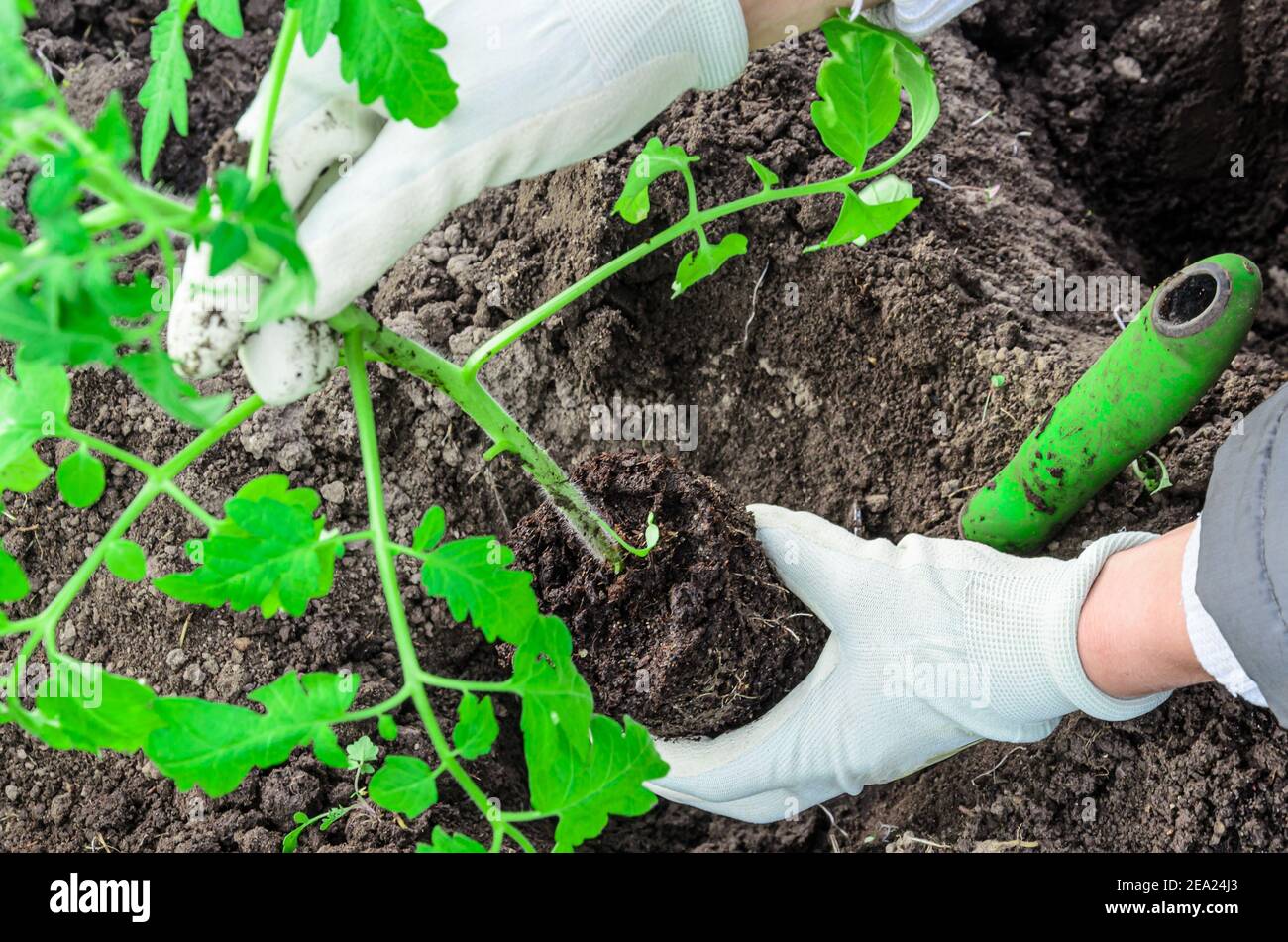 A female farmer plants tomato seedlings in an organic garden Stock Photo