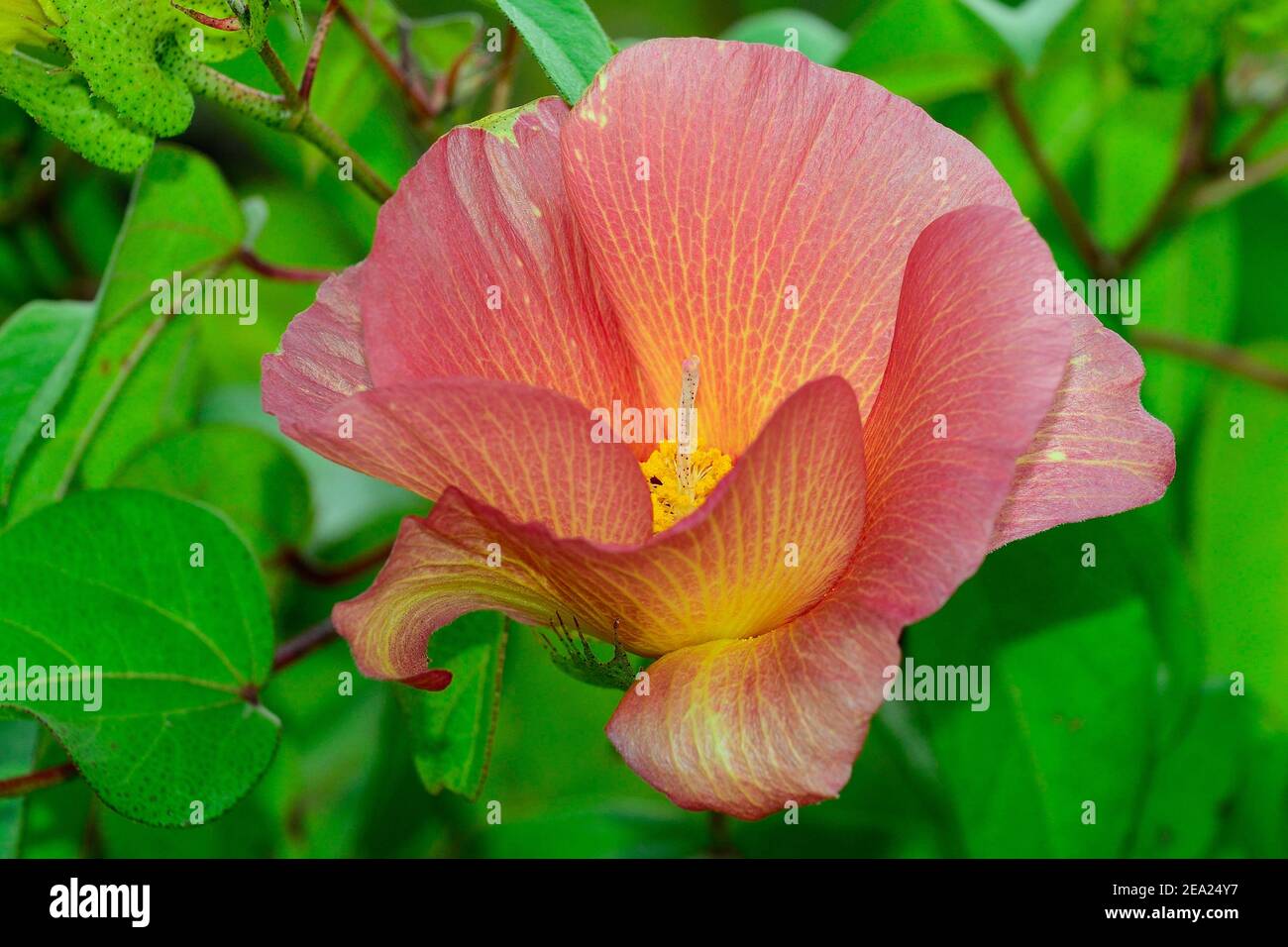 Flower of Galapagos cotton (Gossypium barbadense var. Darwinii), Isabela Island, Galapagos, Ecuador Stock Photo