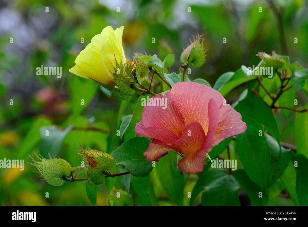 Flowers of Galapagos cotton (Gossypium barbadense var. Darwinii), Isabela Island, Galapagos, Ecuador Stock Photo