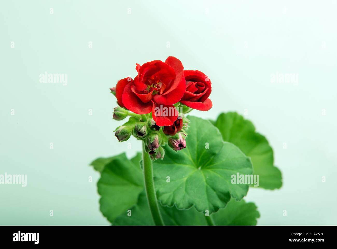 image of indoor flower geranium pelargonium bloomed with red flowers Stock Photo