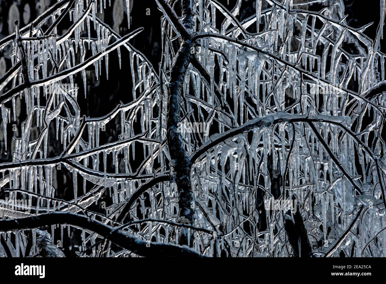 Branches enclosed by ice with icicles after an icy rain, Schemmerhofen, Biberach an der Riss, Baden-Wuerttemberg, Germany Stock Photo