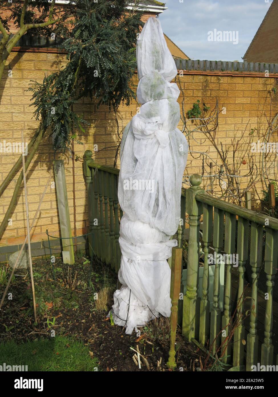 Winter gardening: use horticultural fleece to protect tender shrubs and trees from the heaviest winter frost and snow. Stock Photo
