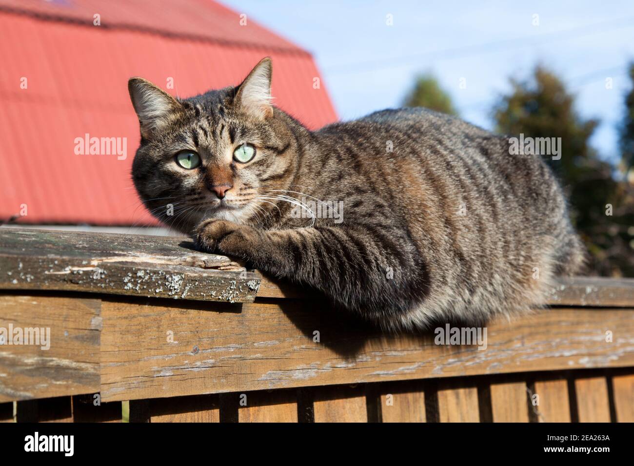 Cat on an old wooden fence against the background of country houses Stock Photo