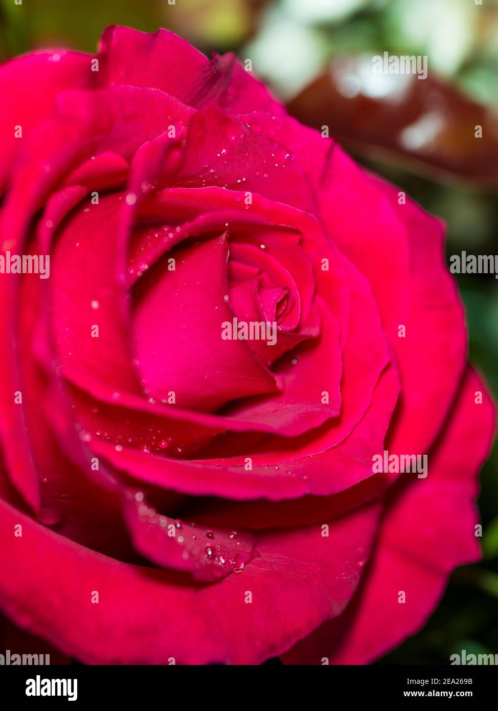 closeup of red rose with water droplets Stock Photo