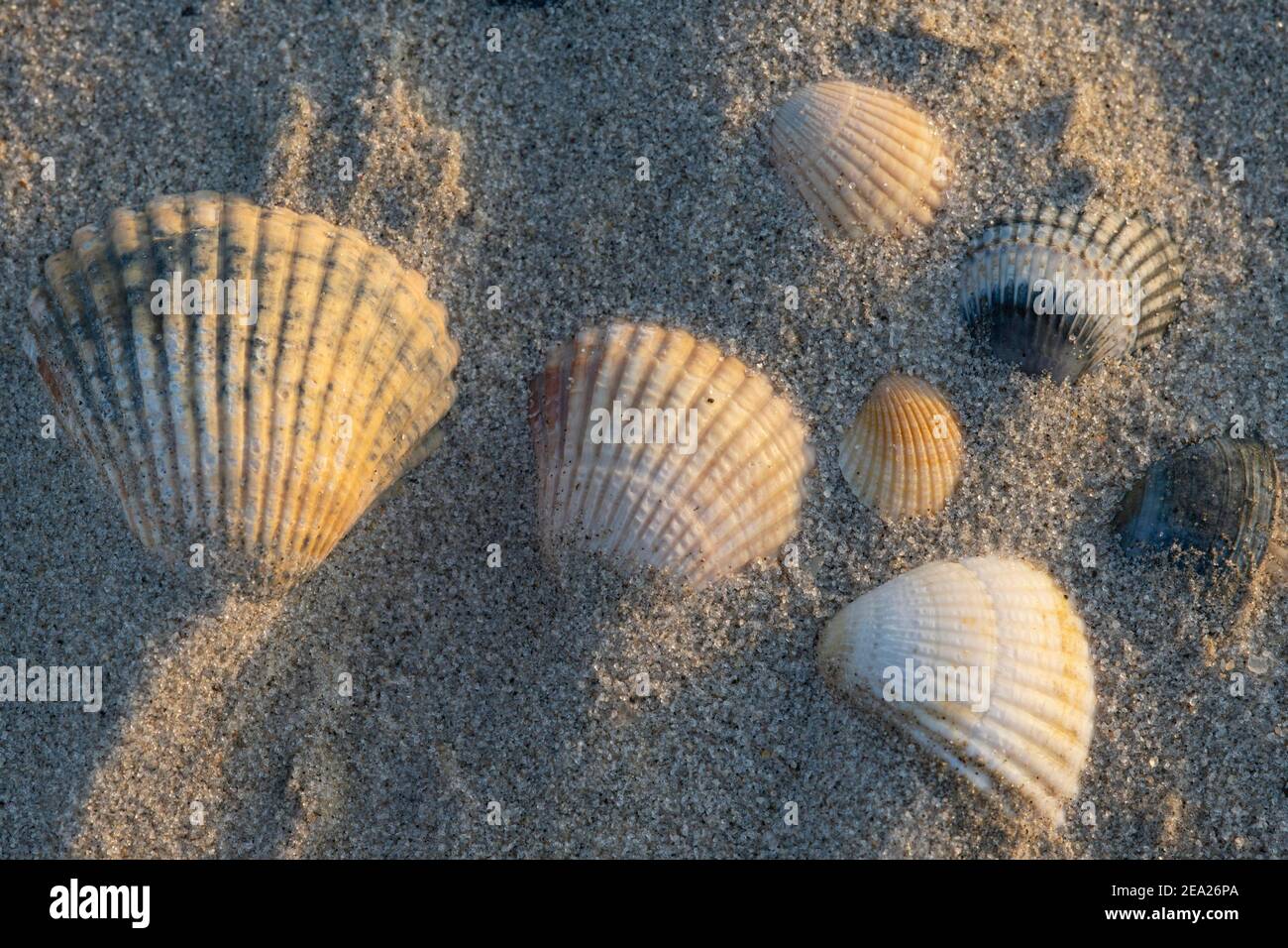 Cockles (Cardiidae) in sandy beach, Wadden Sea National Park, North Sea, North Friesland, Schleswig-Holstein, Germany Stock Photo