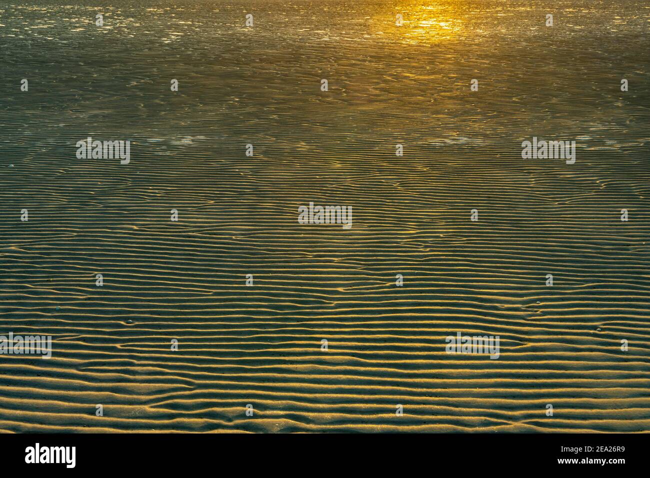 Mudflats in evening light, ripple structure in sandy beach at low tide ...