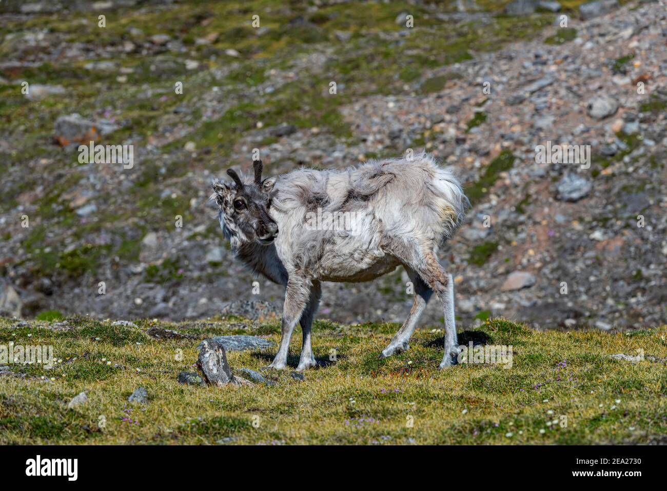 Svalbard reindeer (Rangifer tarandus platyrhynchus), Svalbard, Arctic ...