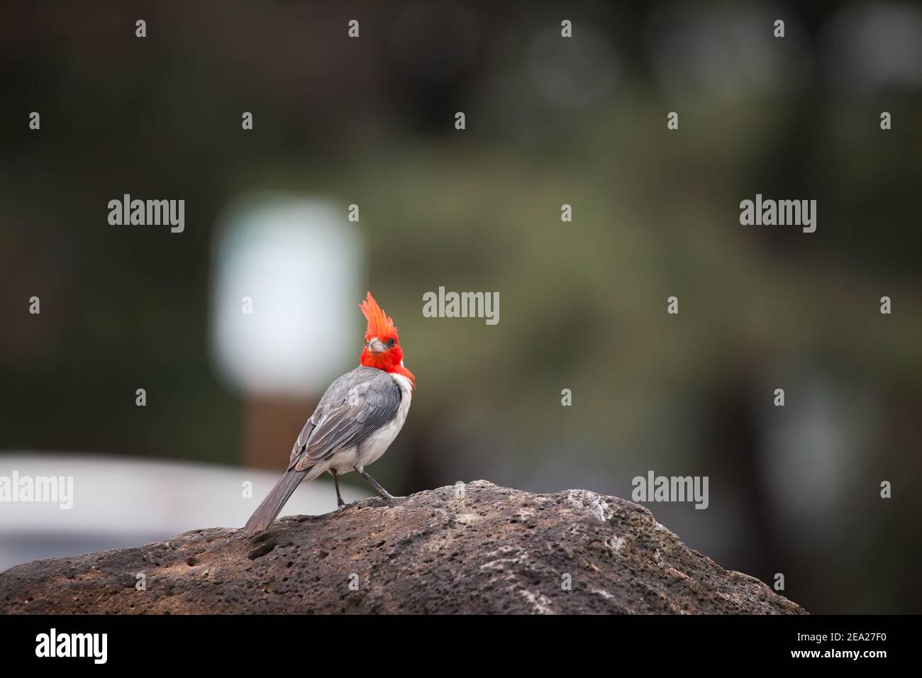 bird red-crested cardinal Hawaii Stock Photo