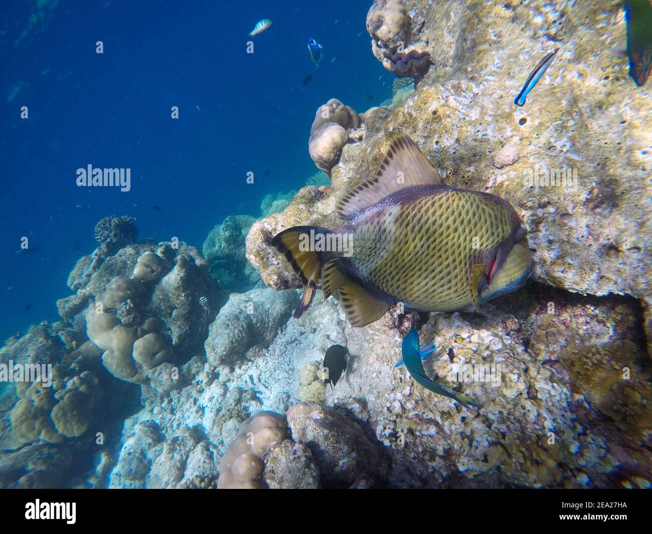 Titan trigger fish in the open water. Indian ocean, Maldive islands