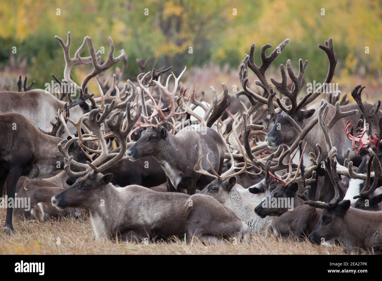 Caribou herd (Rangifer tarandus)  is in autumn on the background of the tundra in Indian summer. Reindeer herd close up. Stock Photo