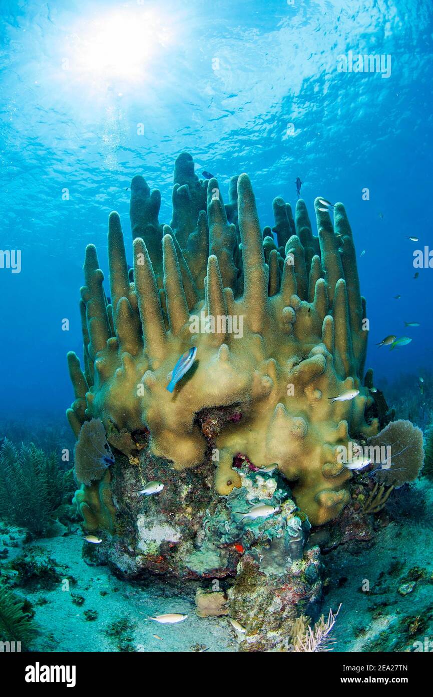 Pillar coral (Dendrogyra cylindricus), Gardens of the queen national park Stock Photo