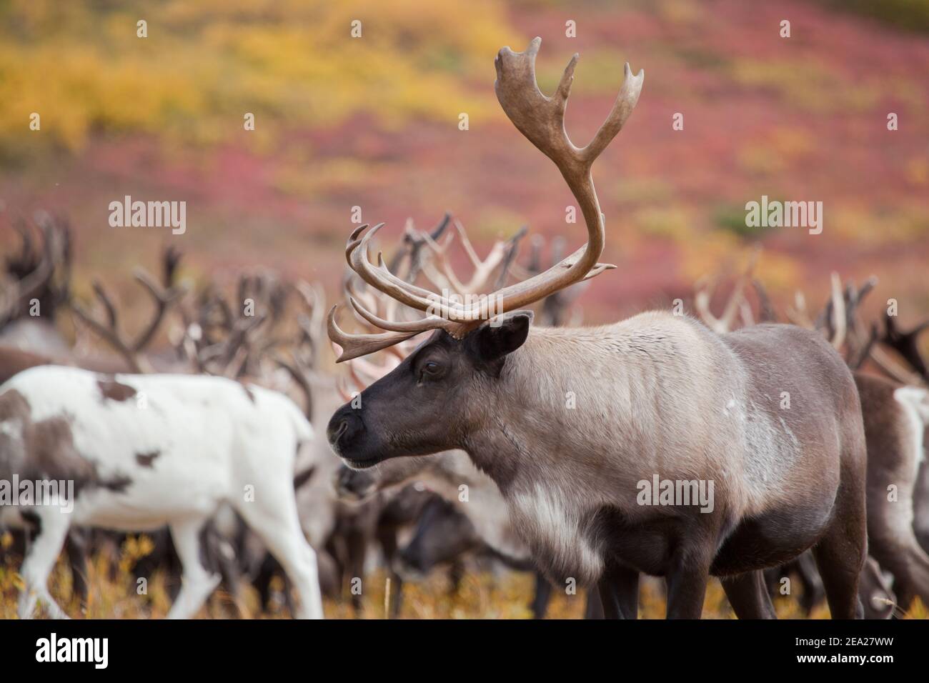 Caribou herd (Rangifer tarandus)  is in autumn on the background of the tundra in Indian summer. Reindeer herd close up. Stock Photo