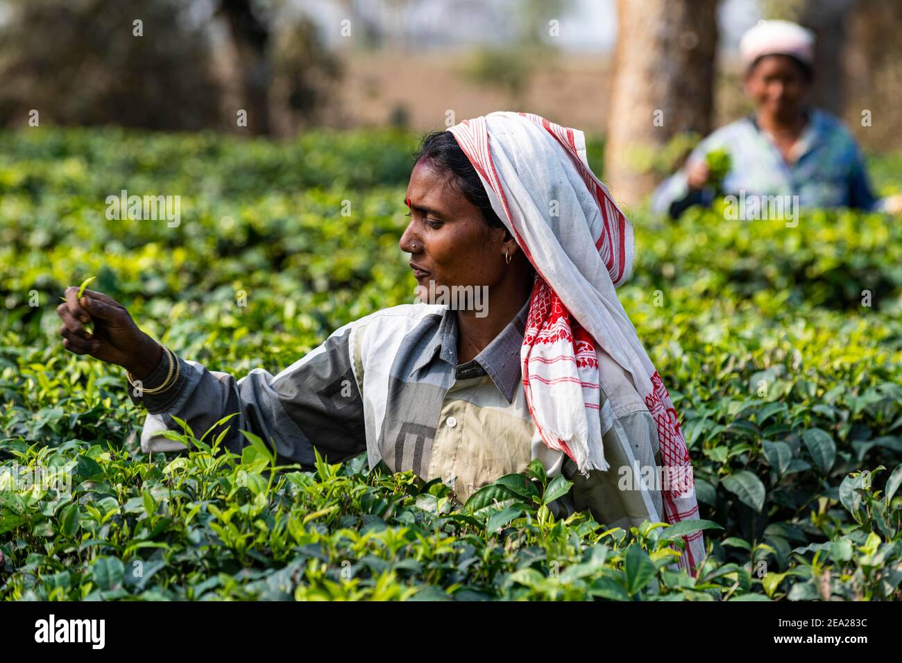 Women picking tea from the tea plants on a tea plantation, Assam, India Stock Photo