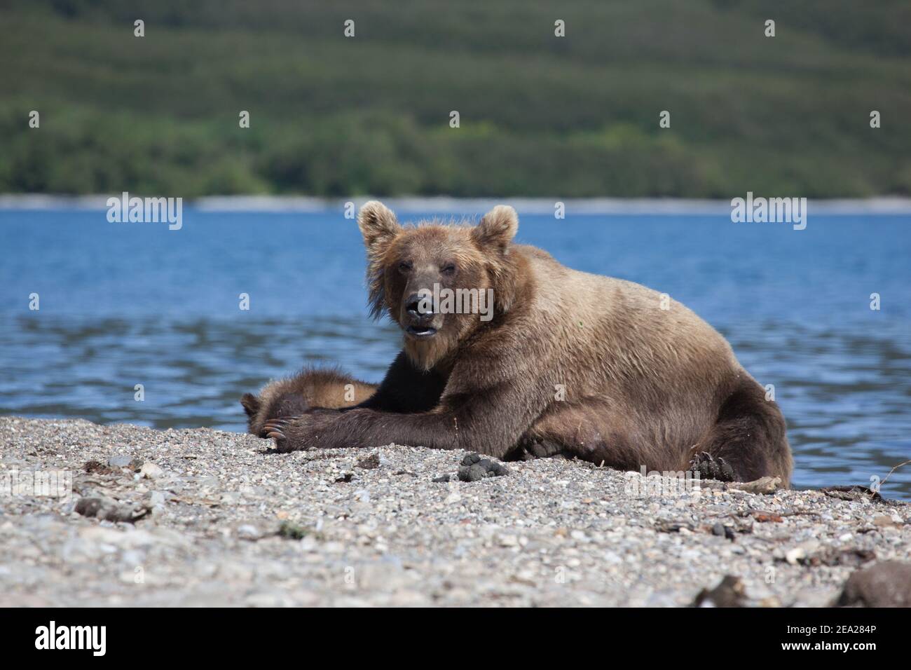 Grizzly bear cubs is on lake. Concept wildlife Stock Photo