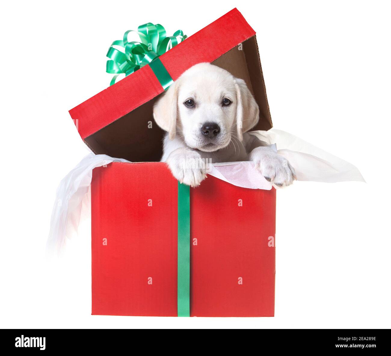https://c8.alamy.com/comp/2EA289E/an-adorable-yellow-lab-puppy-in-a-gift-box-for-christmas-2EA289E.jpg