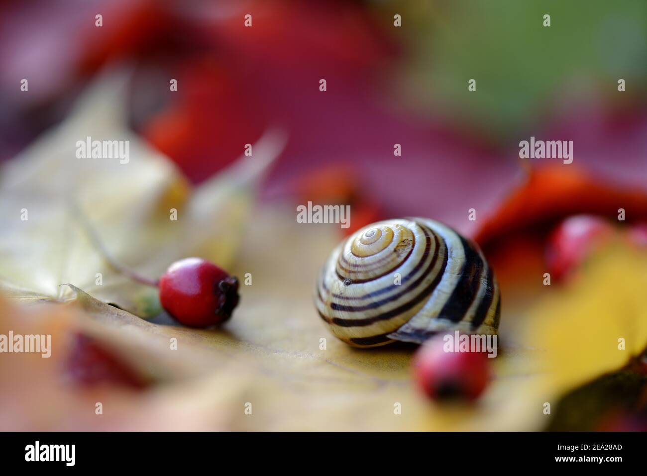 Autumn leaves with snail shell Stock Photo Alamy