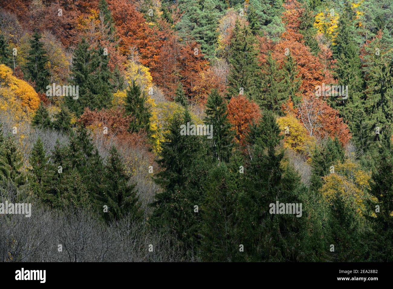 Mixed Forest, Wutach Gorge, nature reserve, Black Forest, nature park Park Southern Black Forest, High Black Forest, Baden-Wuerttemberg, Germany Stock Photo