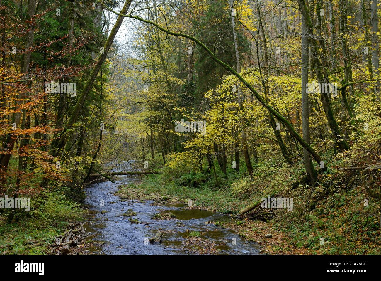 Wutach Gorge, Wild River Gauchach, Tributary of the Wutach, nature park Reserve, Black Forest, Southern Black Forest nature park Park, High Black Stock Photo