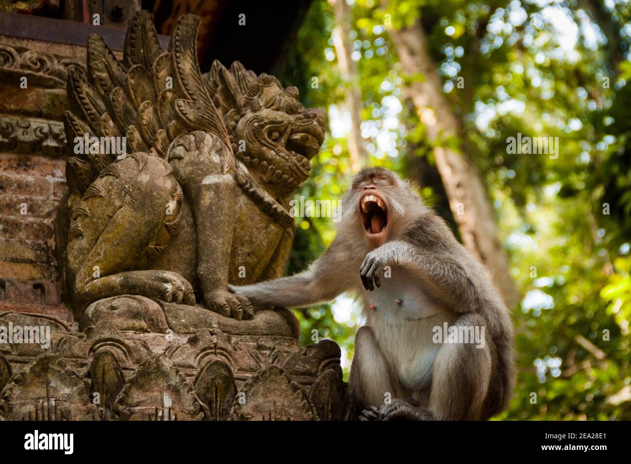 A crab-eating macaque (macaca fascicularis) sitting on the walls of a temple and touching a dvarapala statue while yawning with its mouth wide open Stock Photo