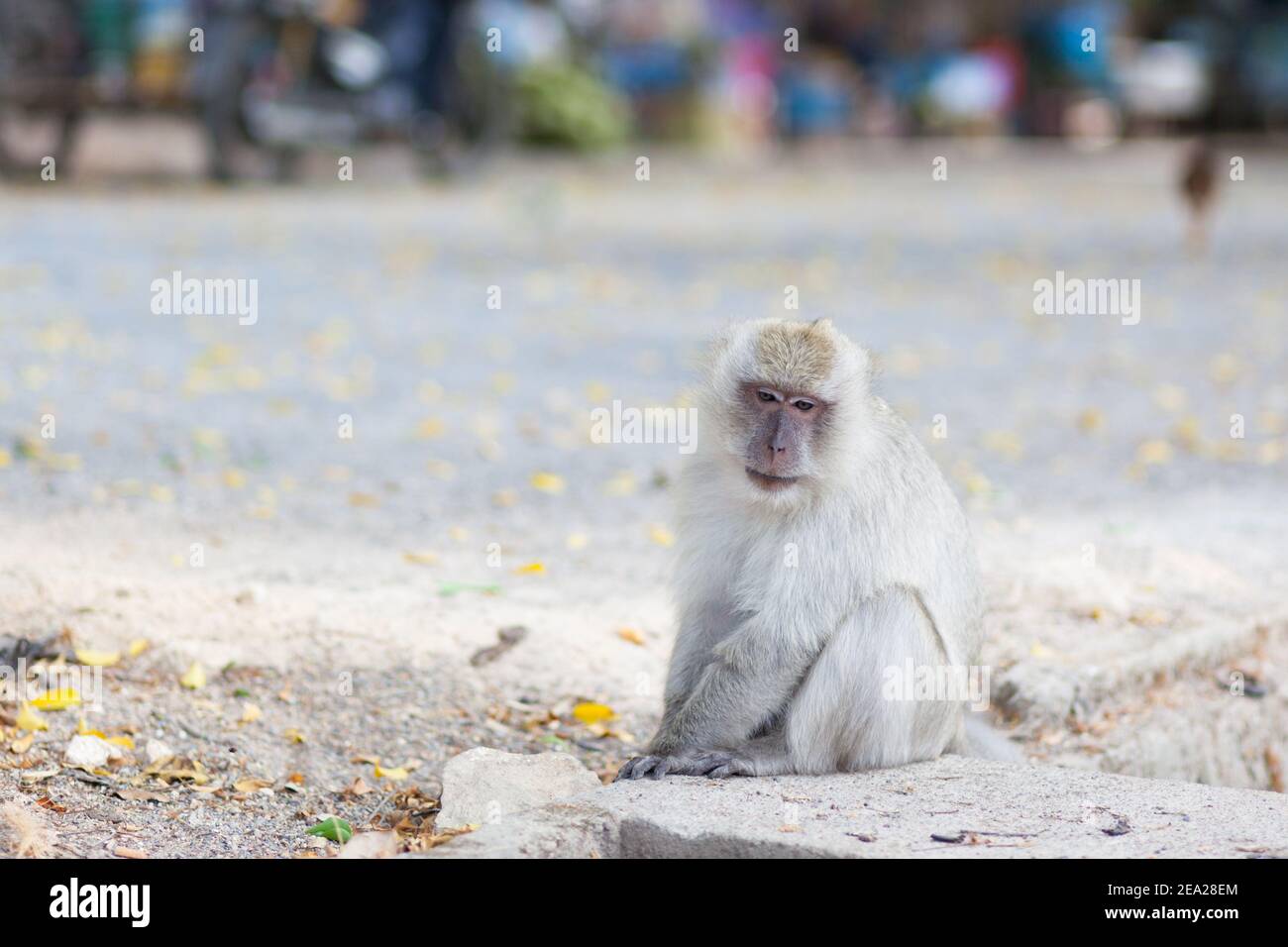 Monkey eats from garbage can. Thailand travel concept, environmental pollution Stock Photo