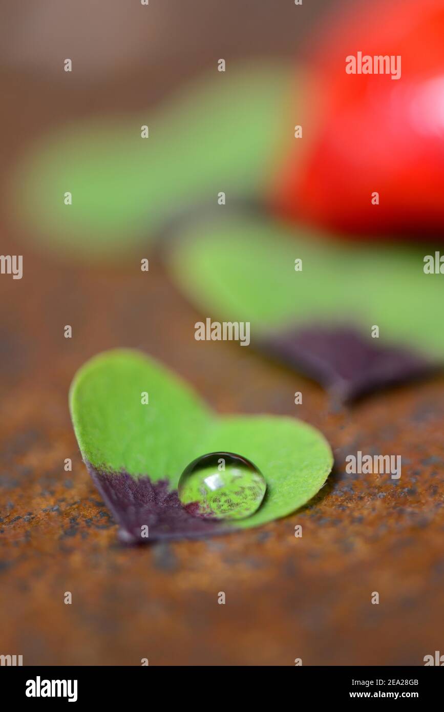 Four-leaf clover with drops of water and red hearts ( Oxalis deppei) Stock Photo