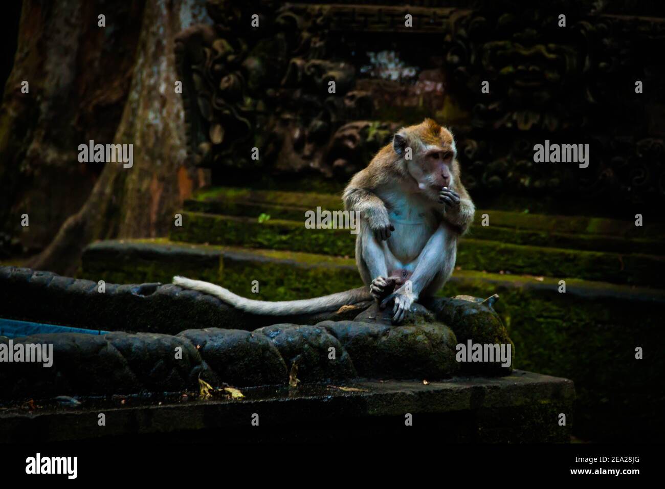 A crabeating macaque on the temple walls in Bali Stock Photo Alamy