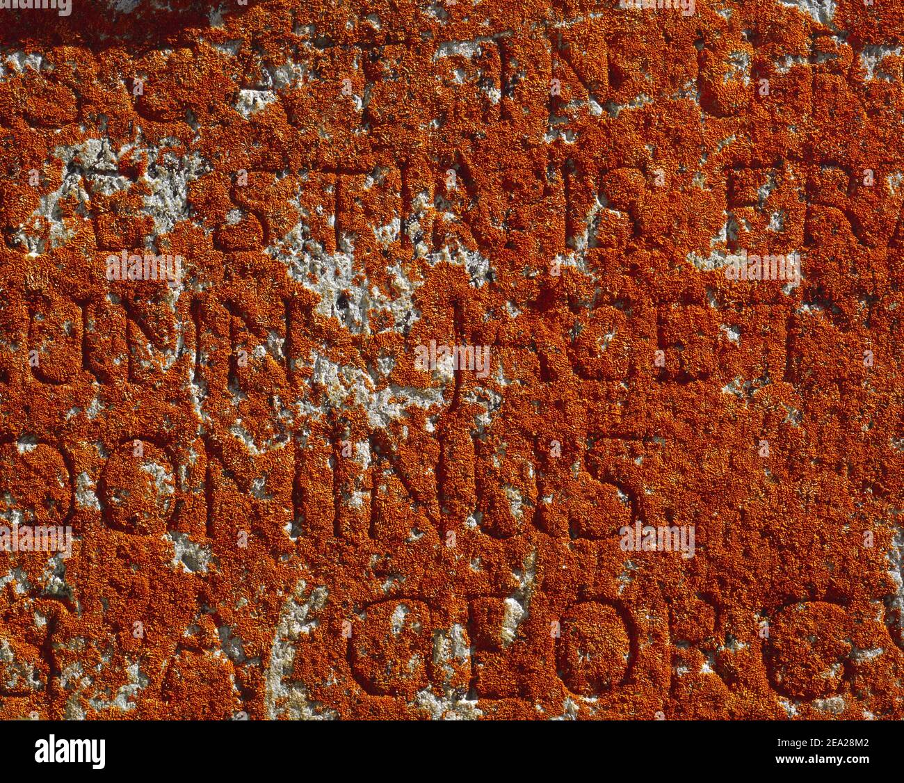 Lichen gravestone hi-res stock photography and images - Alamy