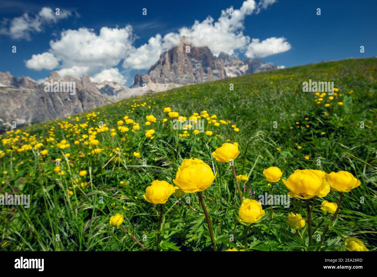 Flowering of Trollius europaeus plants. Mountain flowers, alpine meadow. Tofana peak in background. Veneto. Italy. Europe. Stock Photo
