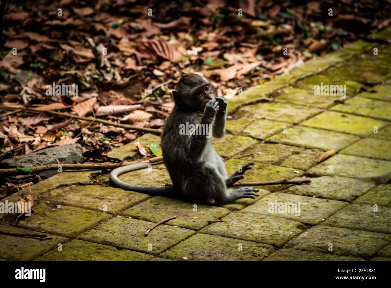 Monkey eating peanuts hi-res stock photography and images - Alamy