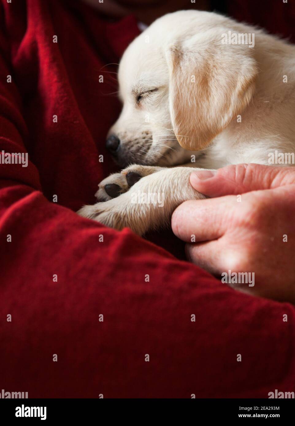 An adorable yellow lab puppy asleep in his master's arms. Stock Photo