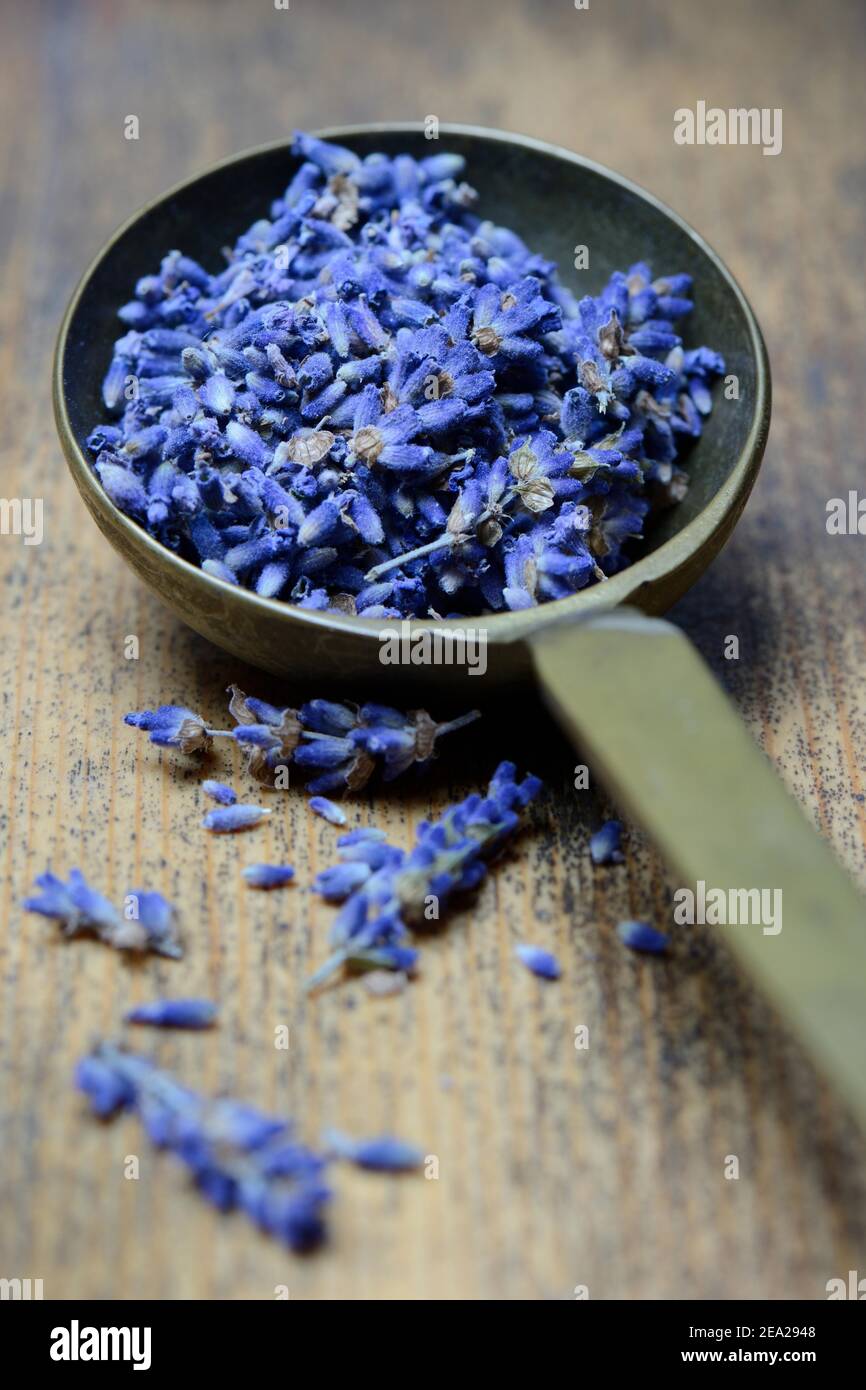 Dried lavender flowers ( Lavandula angustifolia) in a ladle Stock Photo