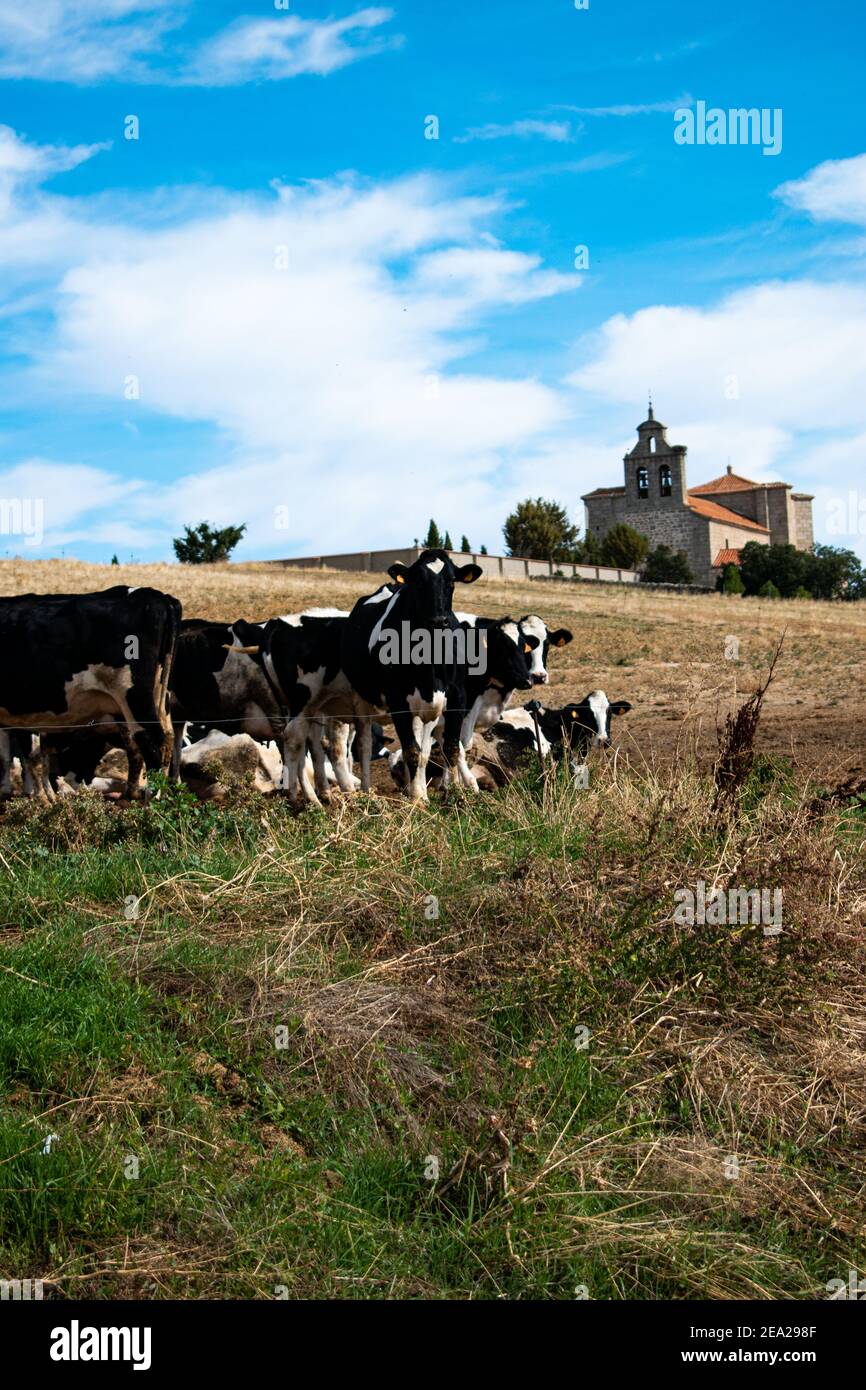 A herd of cows grazing on the pasture under a cloudy sky Stock Photo ...