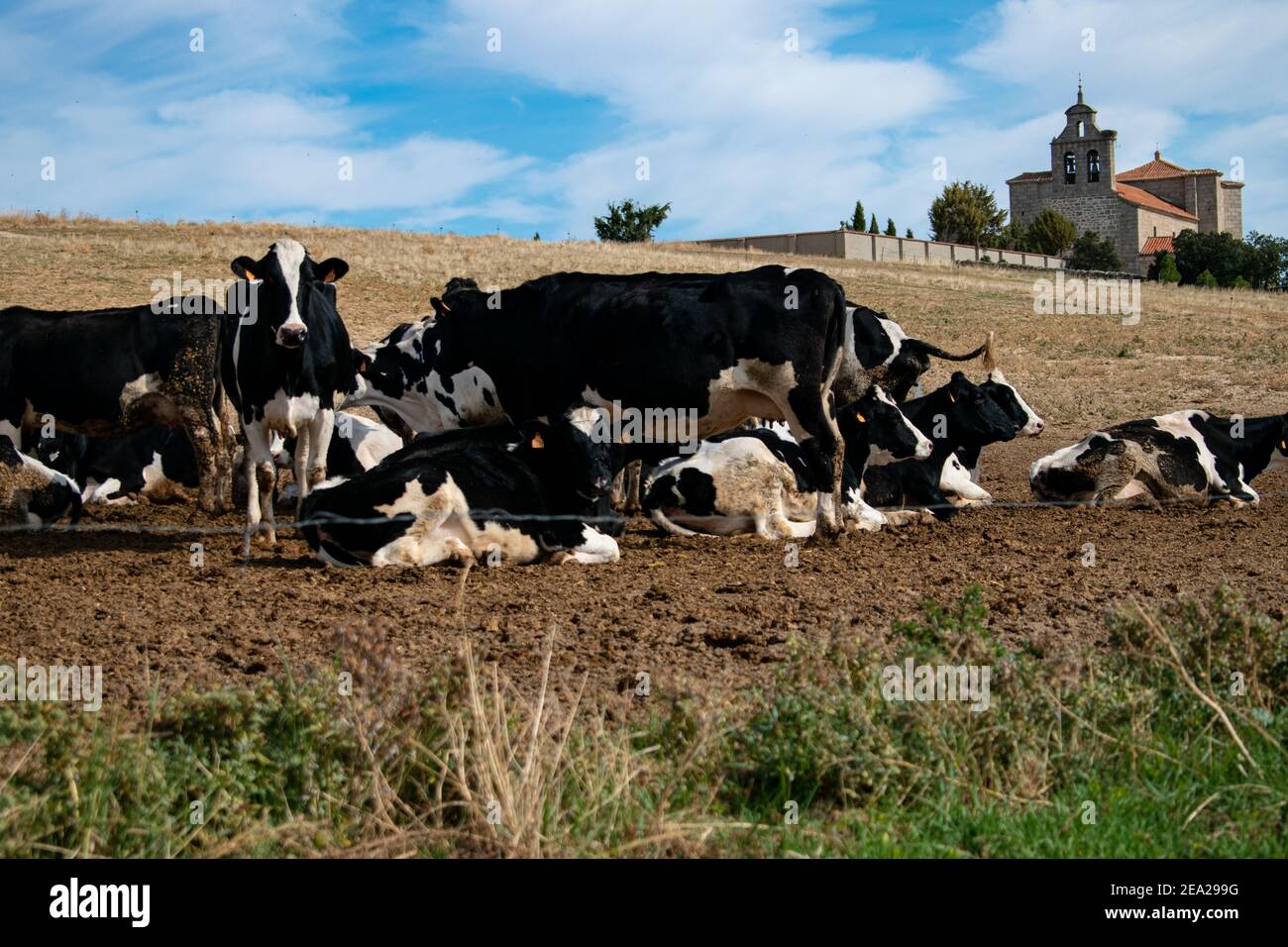A herd of cows grazing on the pasture under a cloudy sky Stock Photo ...