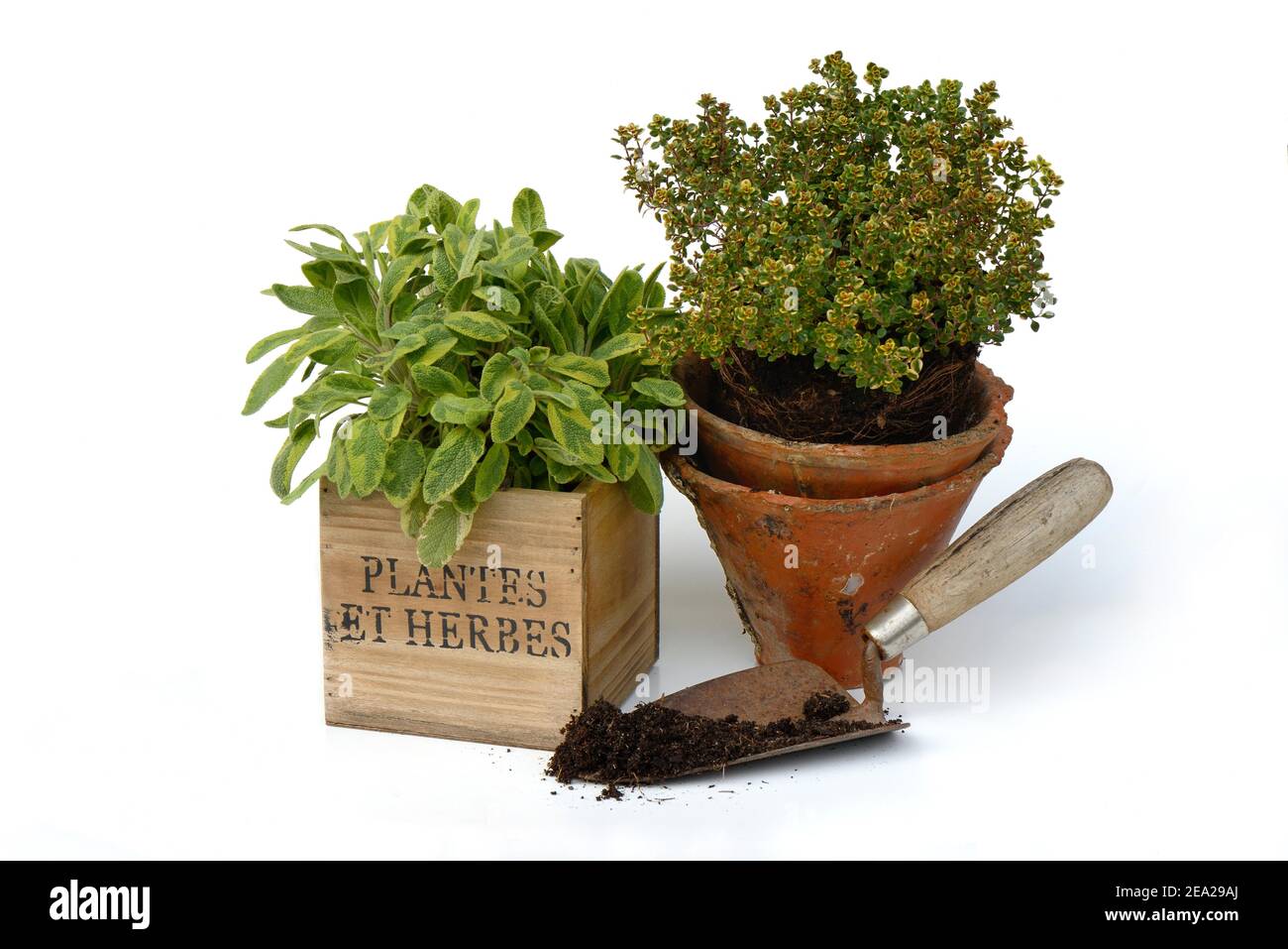 Kitchen herbs with garden shovel, colourful sage( Salvia officinalis