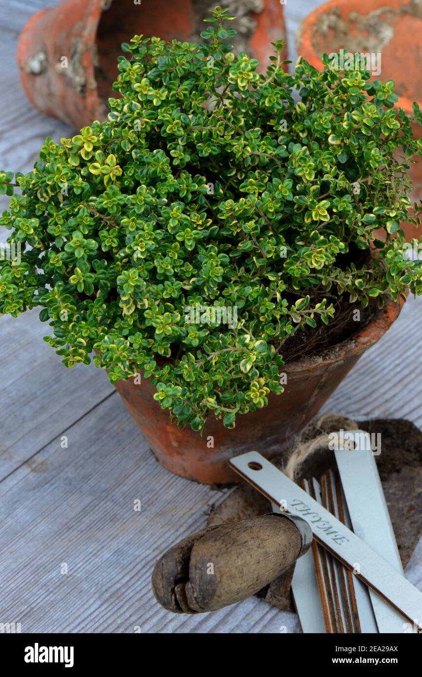 Thymus citriodorus ( Thymus citriodorus) varnished Stock Photo