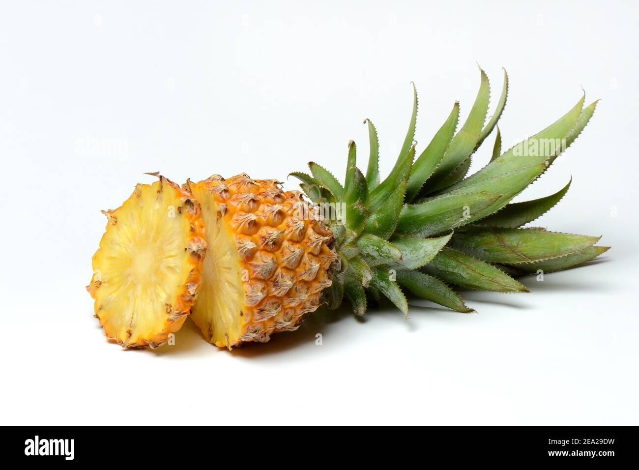 Truncated Pineapple ( Ananas comosus) Baby... Stock Photo