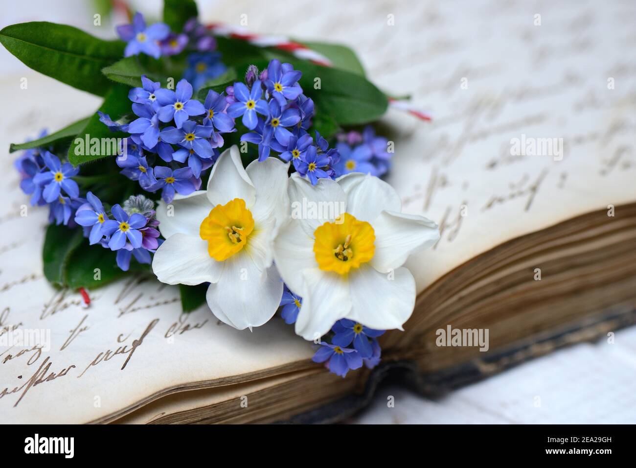 Daffodils and on writing Stock Photo Alamy