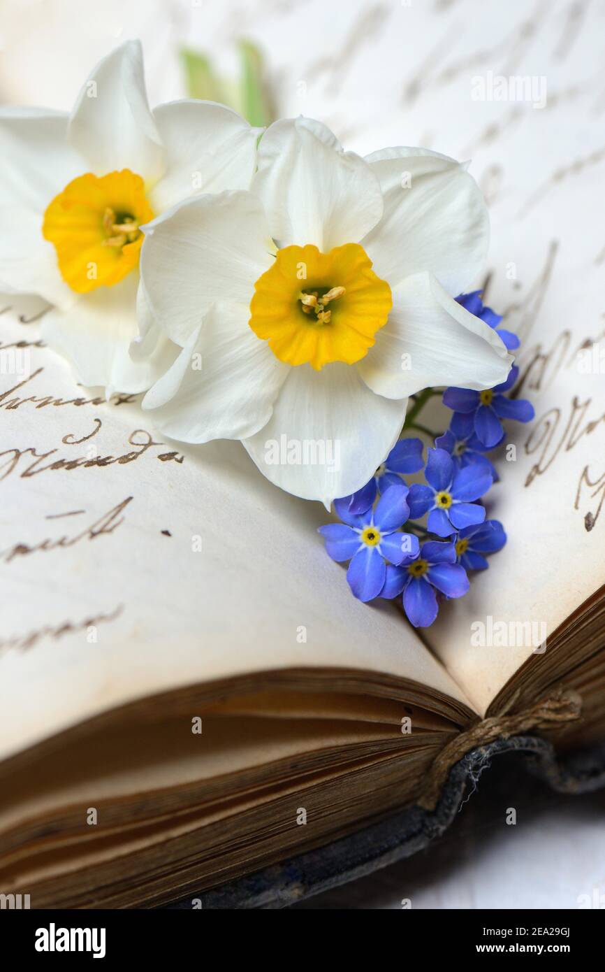 Daffodils and on writing Stock Photo Alamy