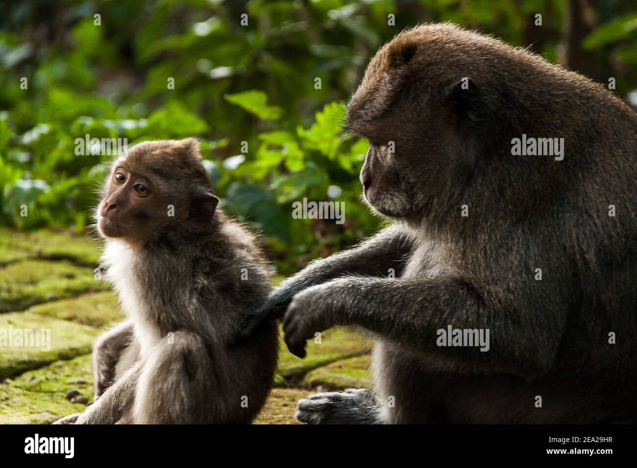 A baby crabeating macaque (macaca fascicularis) and its mother